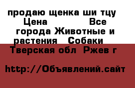 продаю щенка ши-тцу › Цена ­ 10 000 - Все города Животные и растения » Собаки   . Тверская обл.,Ржев г.